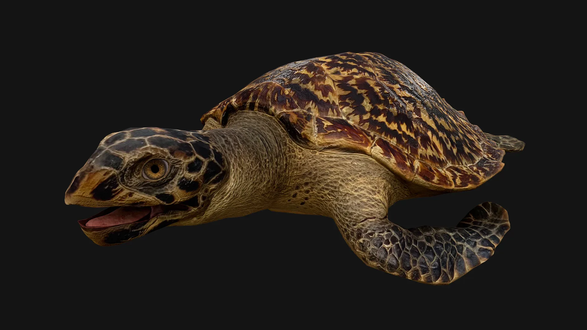 Turtle