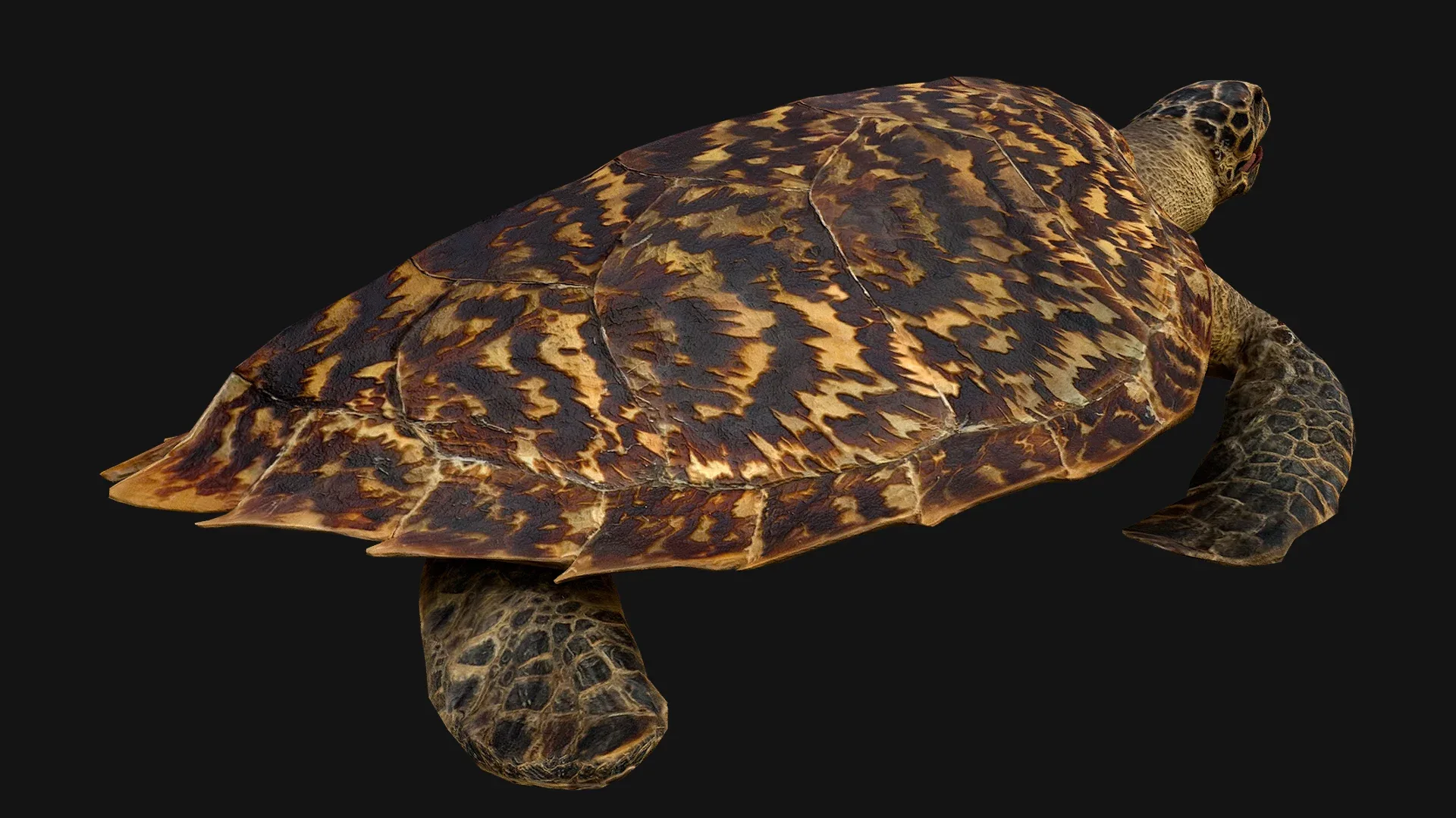 Turtle