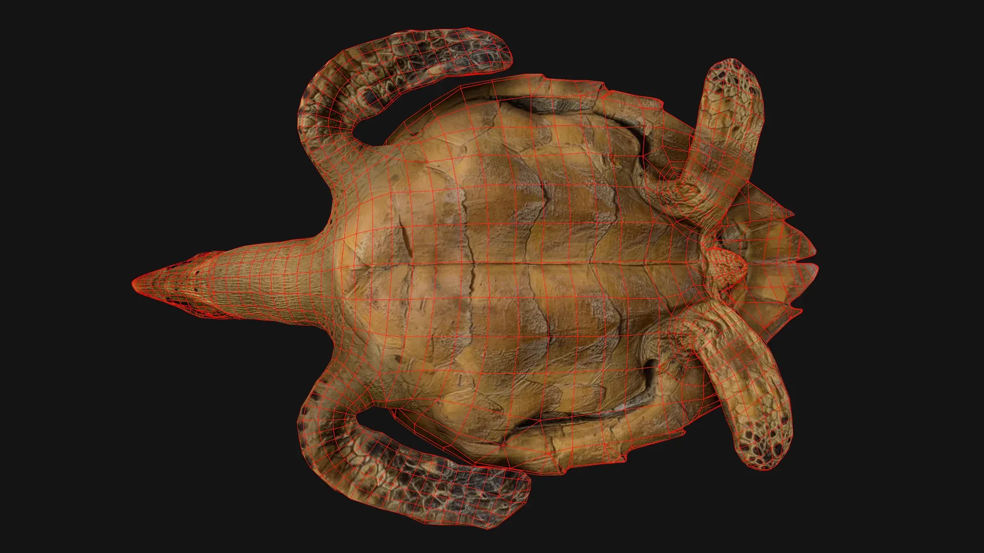 Turtle