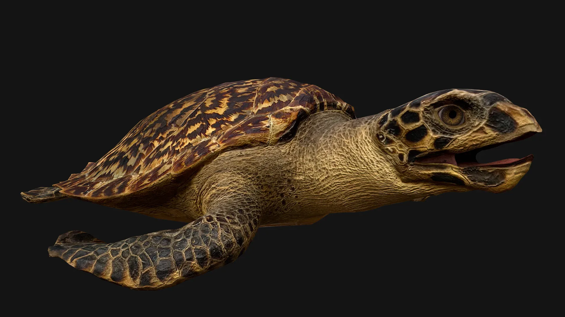 Turtle