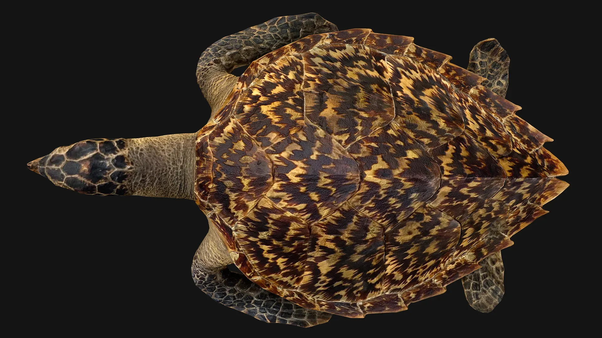 Turtle