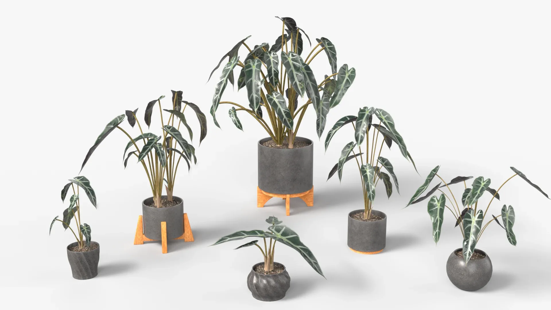 Alocasia mortfontanensis Plants Vol 04