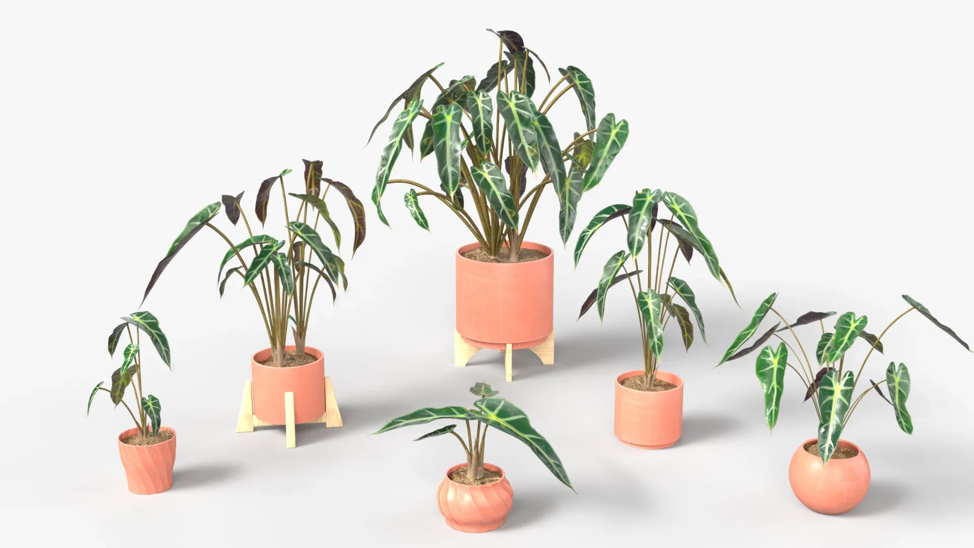 Alocasia mortfontanensis Plants Vol 04