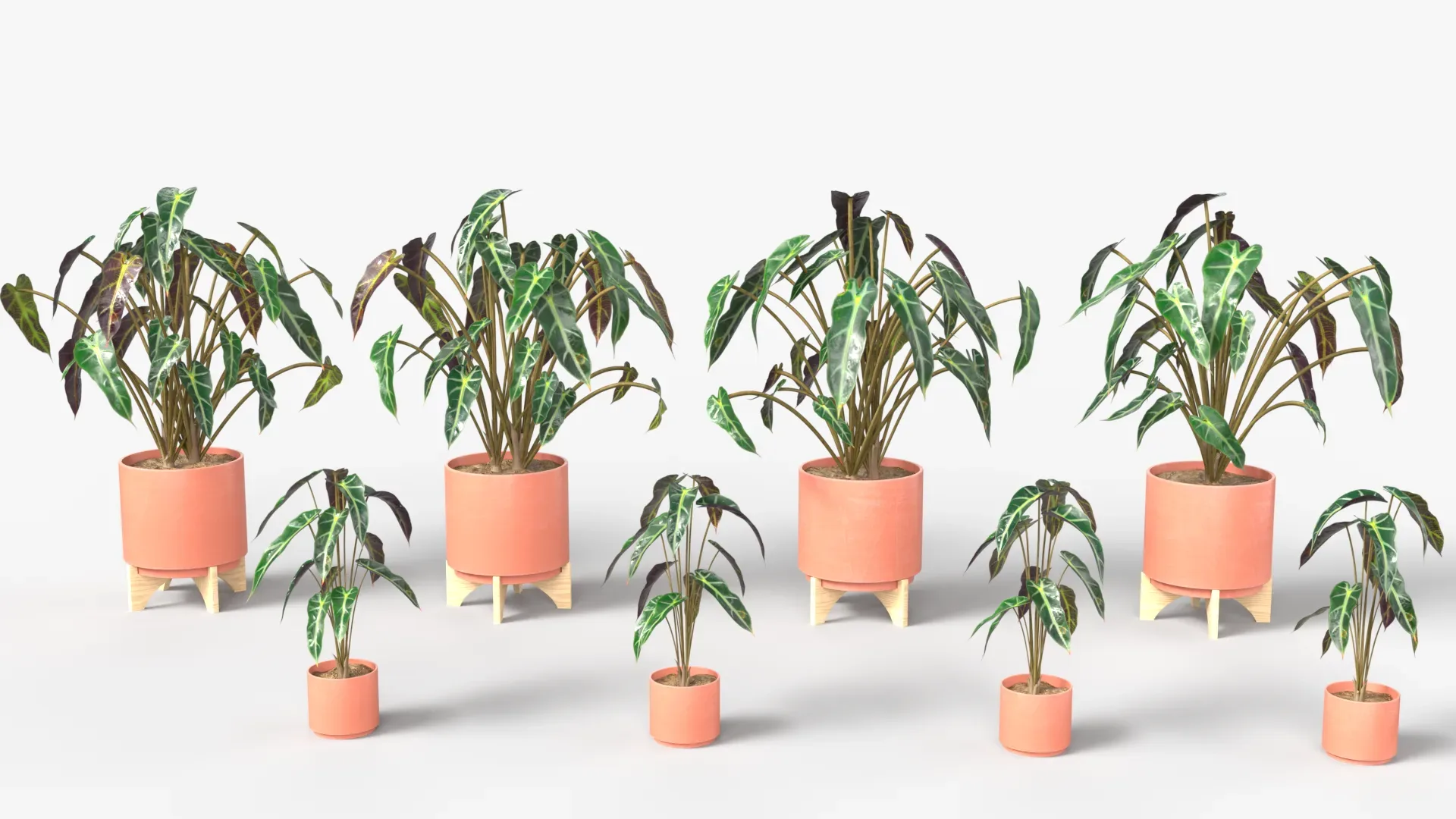 Alocasia mortfontanensis Plants Vol 04