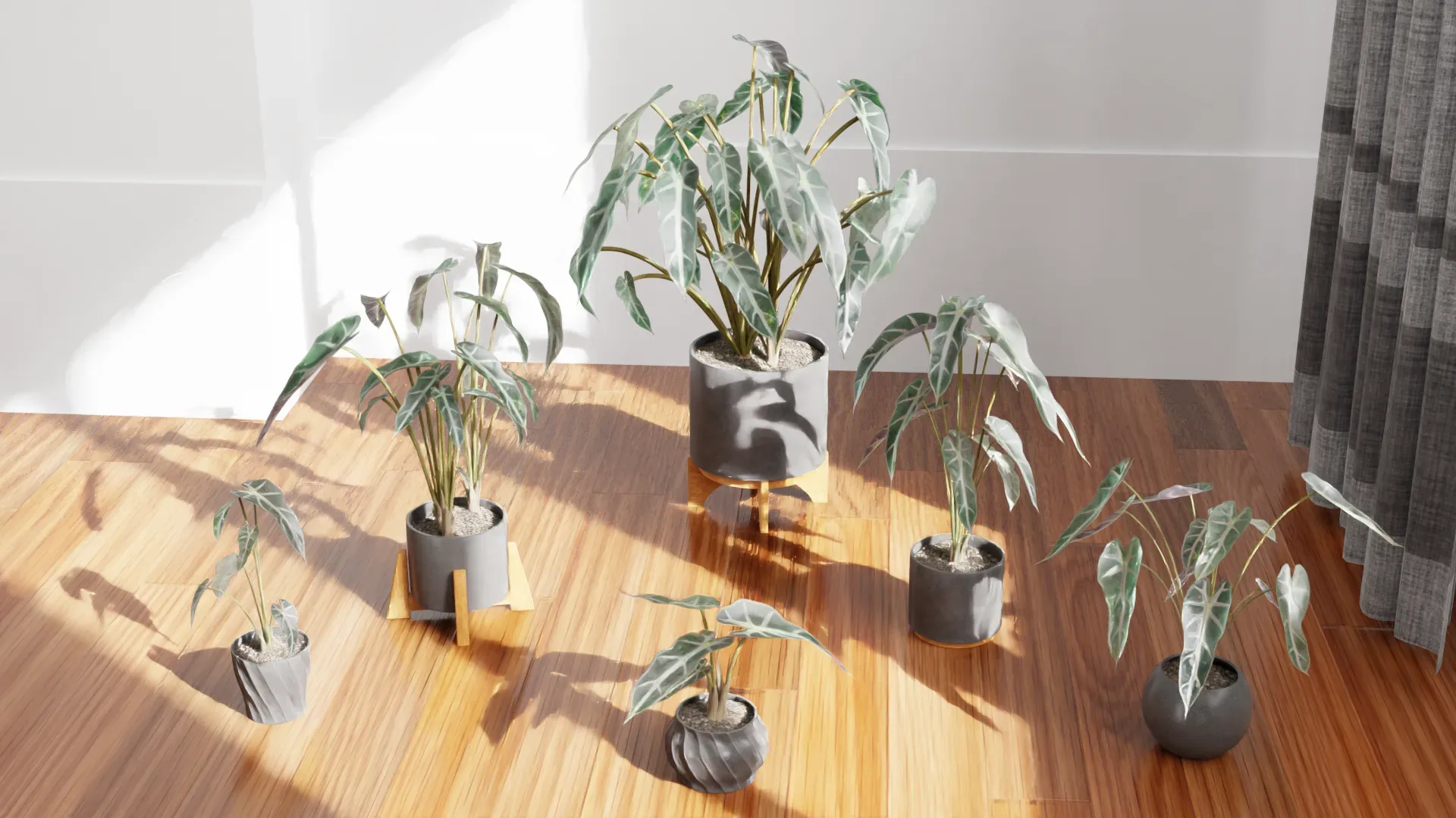 Alocasia mortfontanensis Plants Vol 04