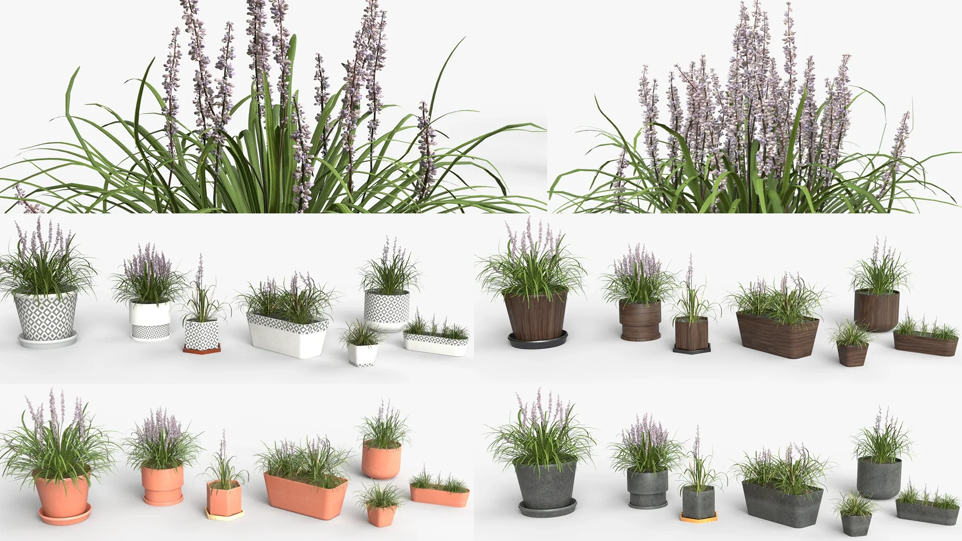 Collection of Liriope grass Plants Vol 05