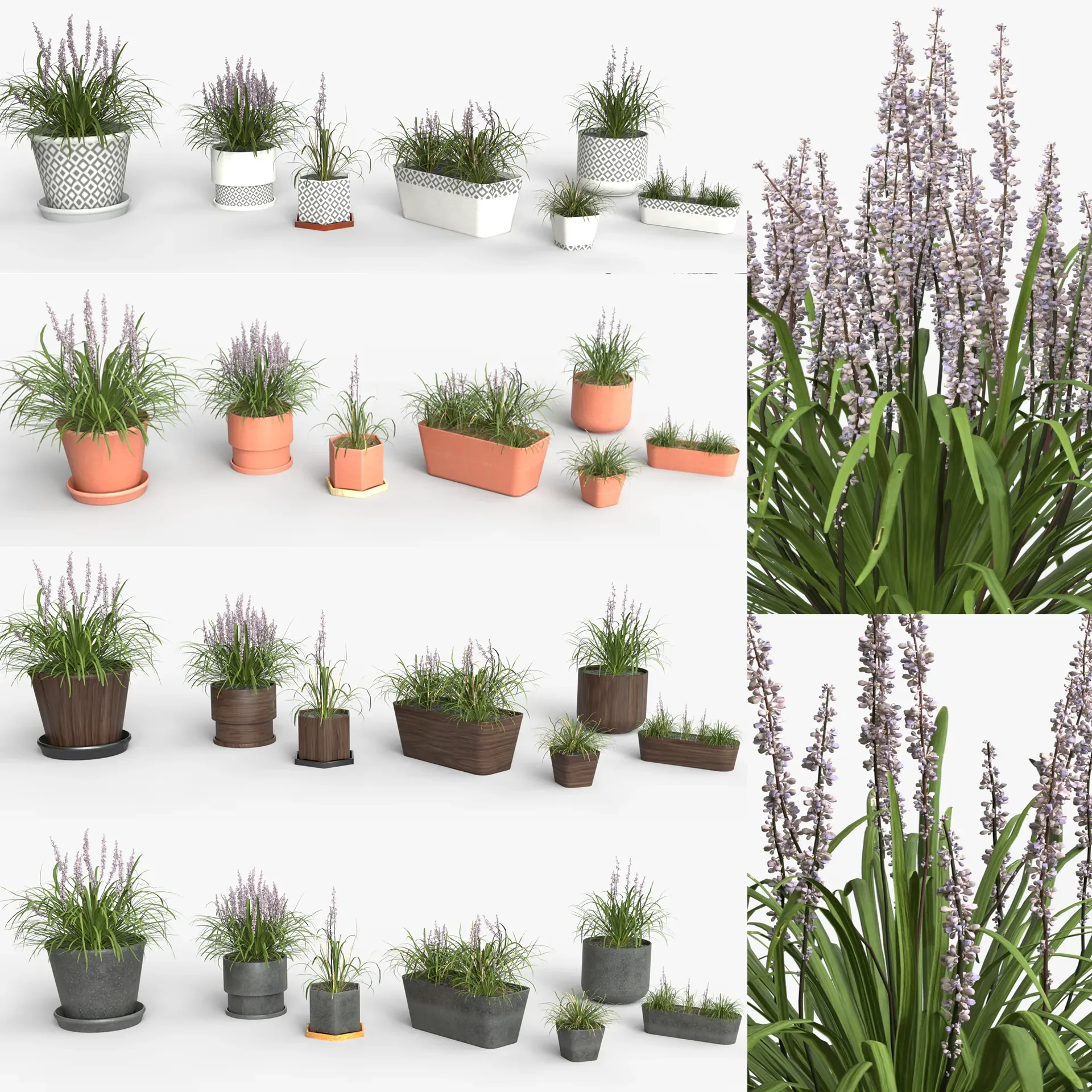 Collection of Liriope grass Plants Vol 05