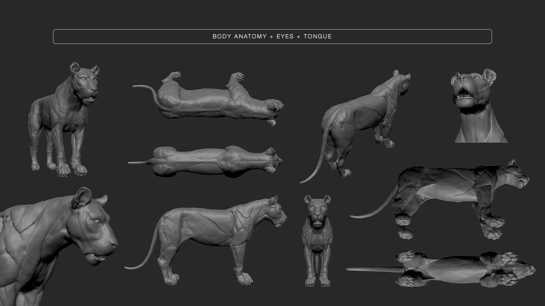 Lion Anatomy