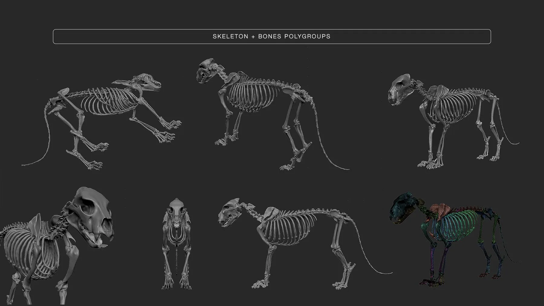 Lion Anatomy