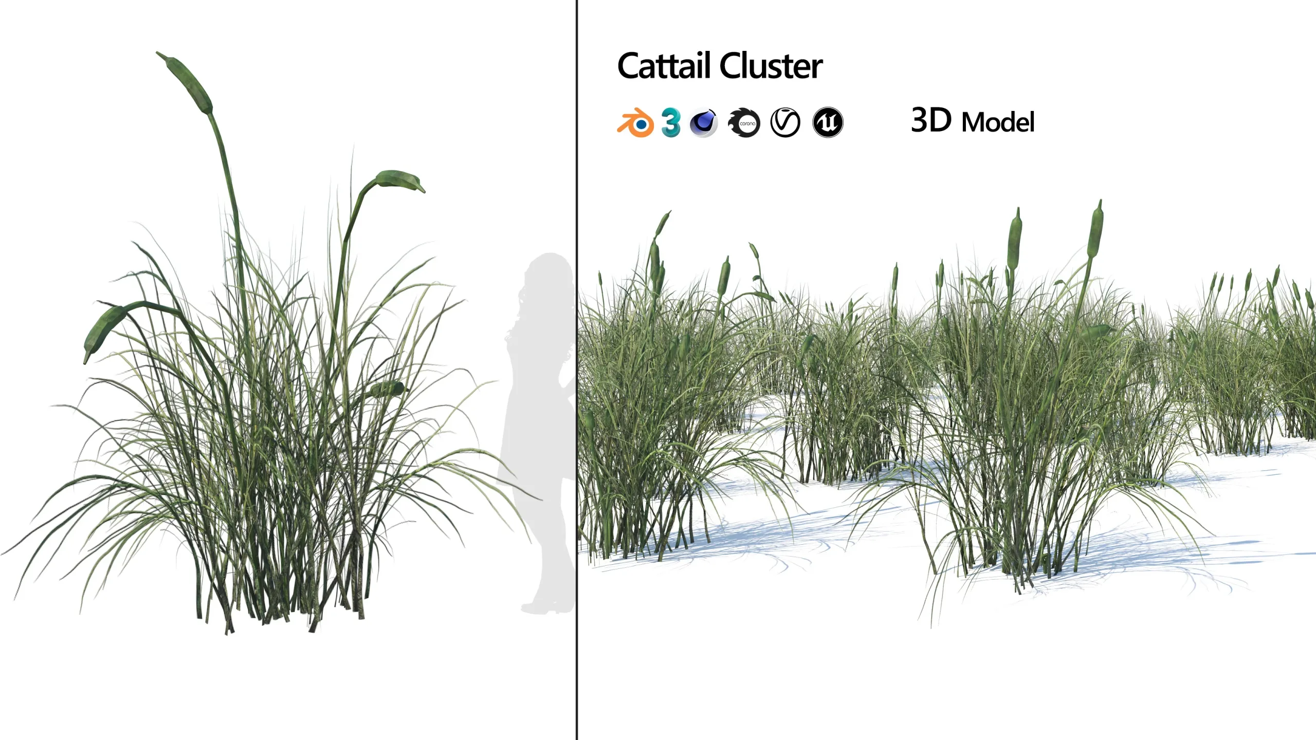 broadleaf cattail grass cluster