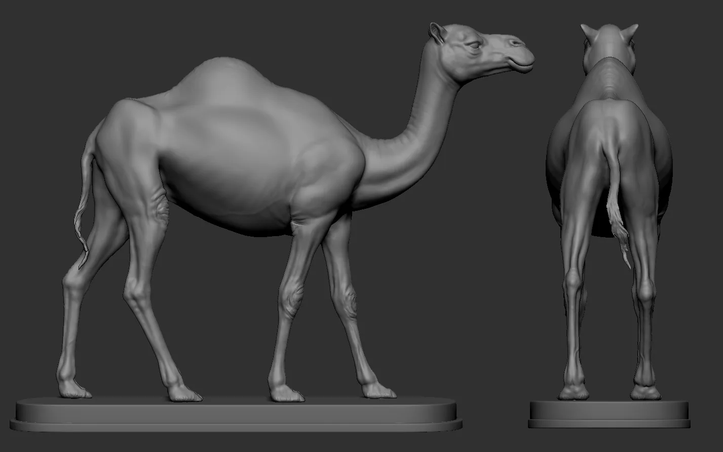 Camel