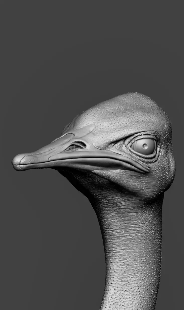 Ostrich