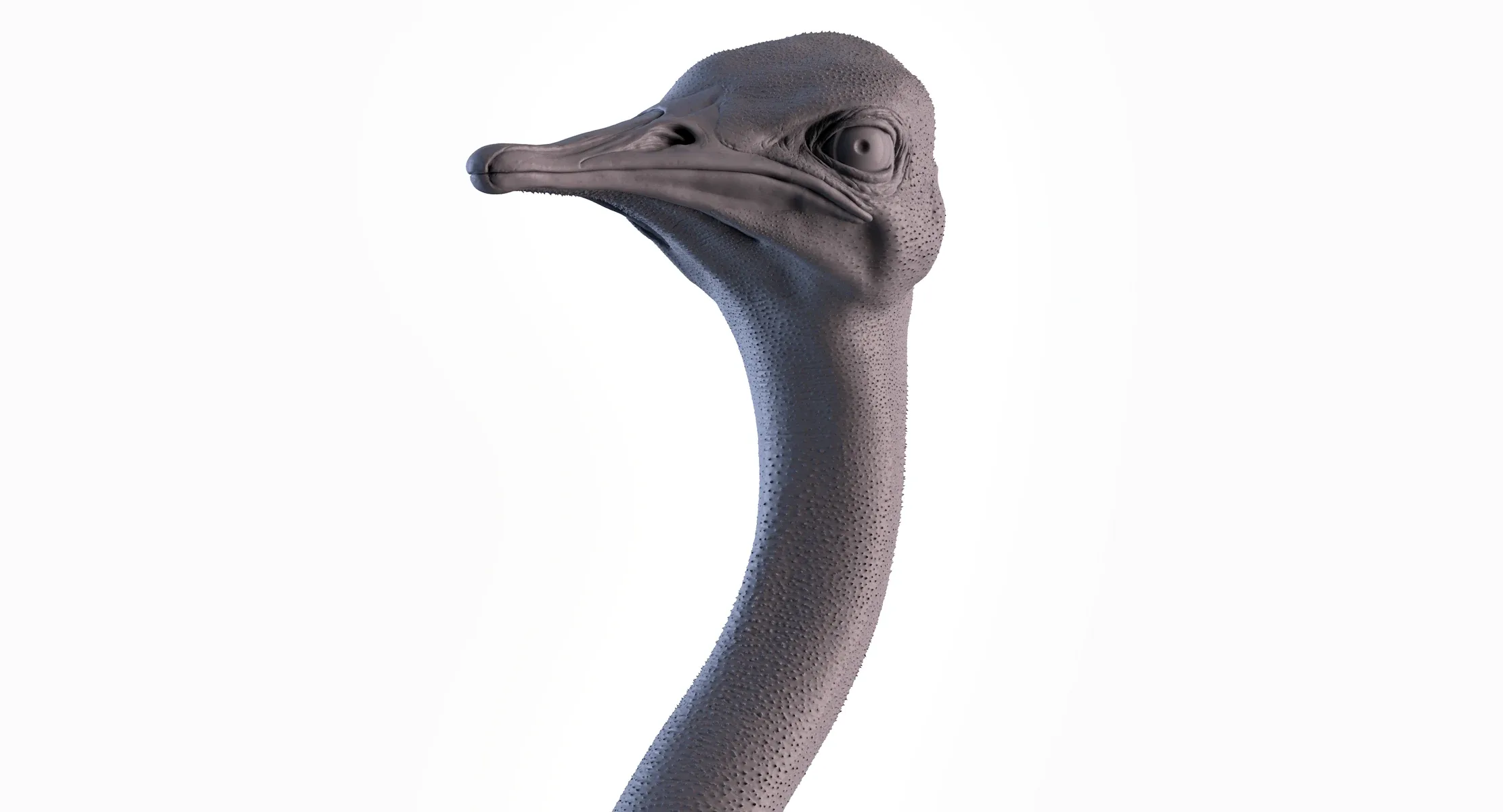 Ostrich