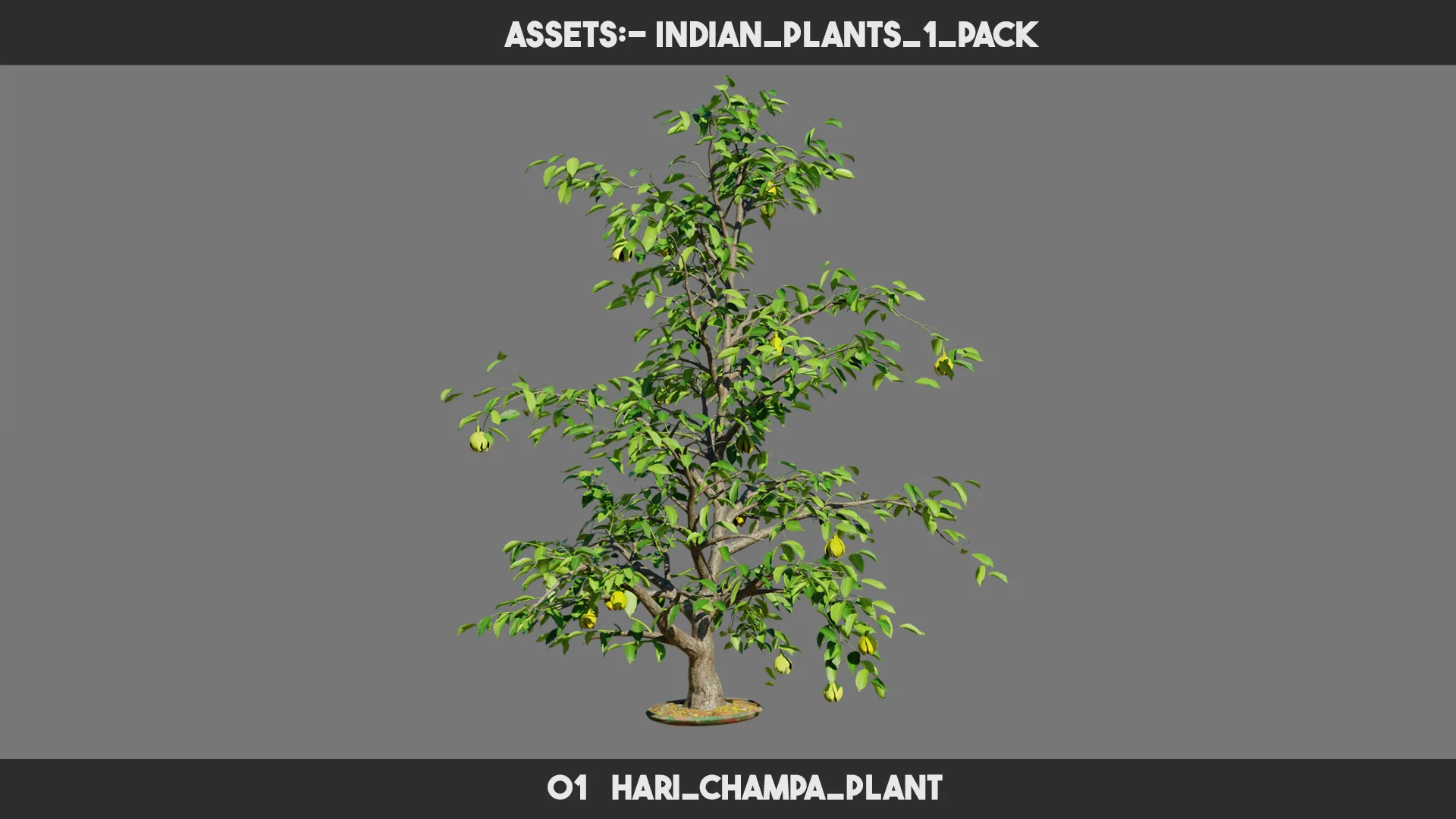 Indian Plants 1 PACK