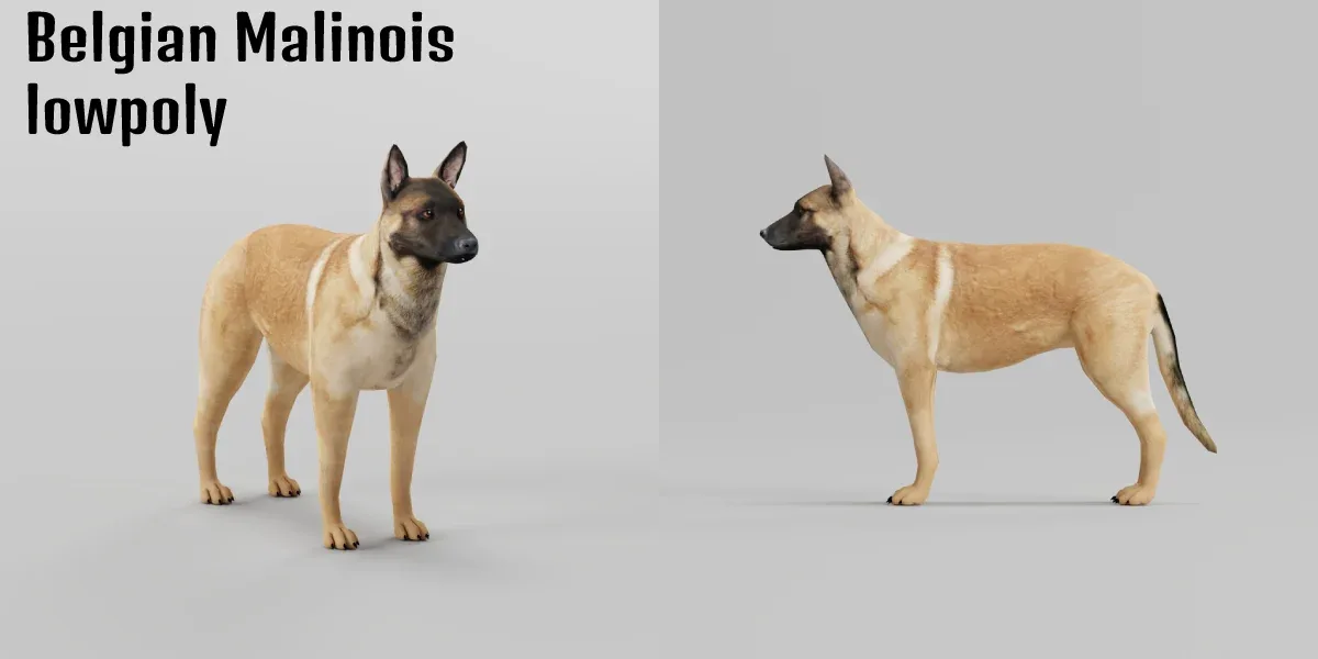 Belgian Malinois