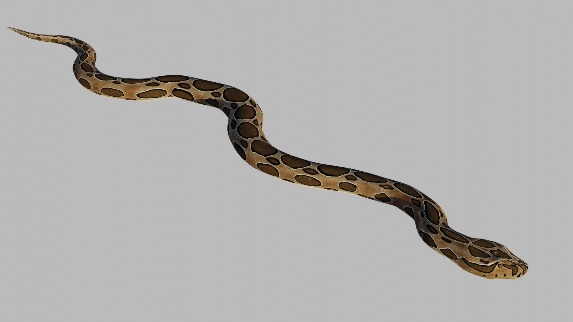 Russel's Viper - Low Poly - Game Ready - Rigged