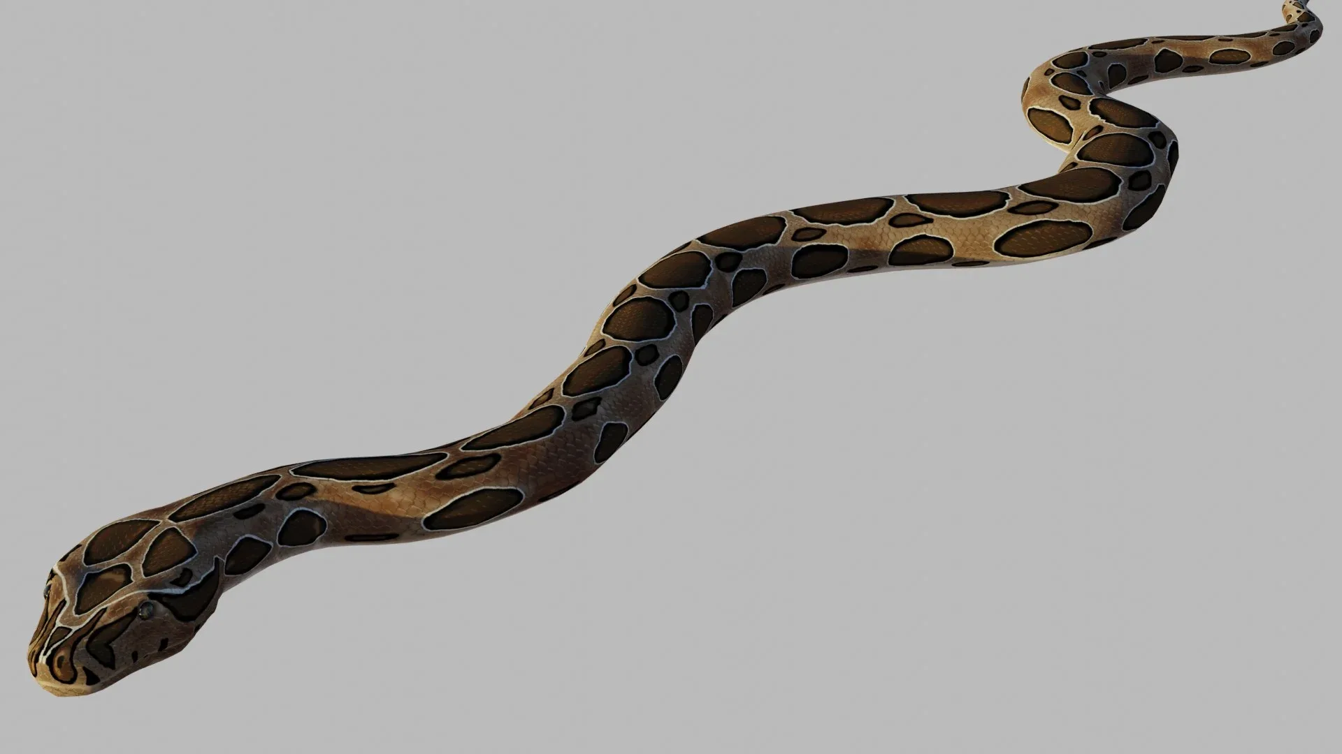 Russel's Viper - Low Poly - Game Ready - Rigged