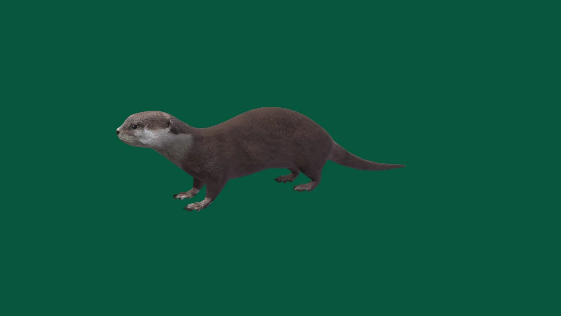 Otter Lowpoly