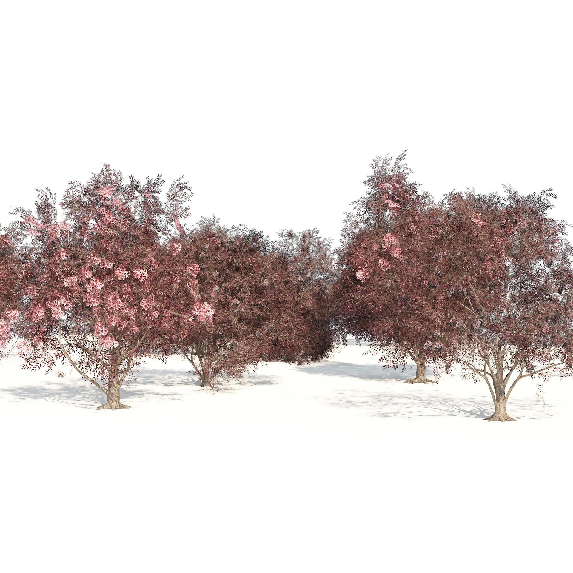 Flowering and fruit black Elderberry plant