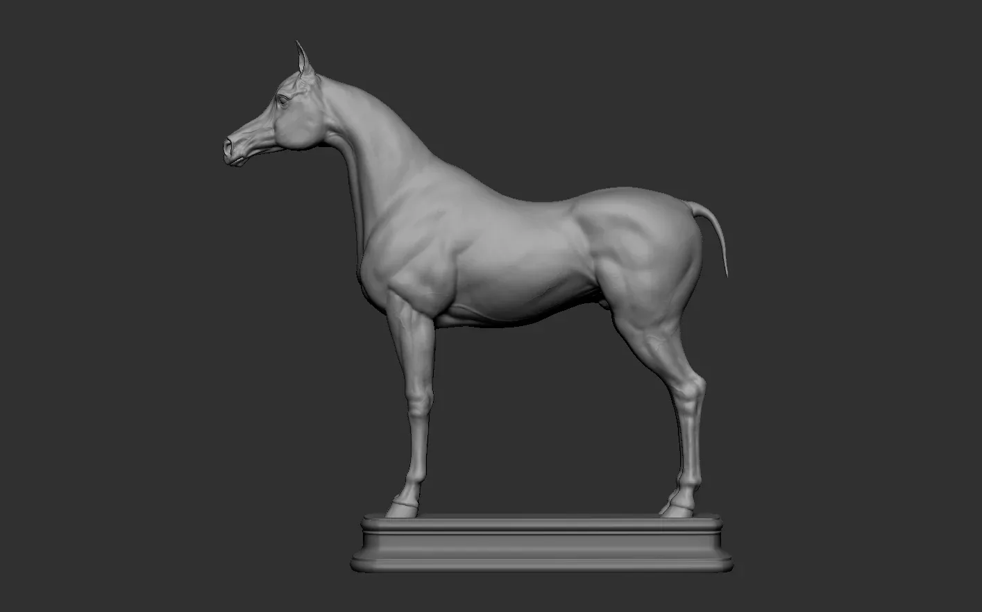 Arabian Horse