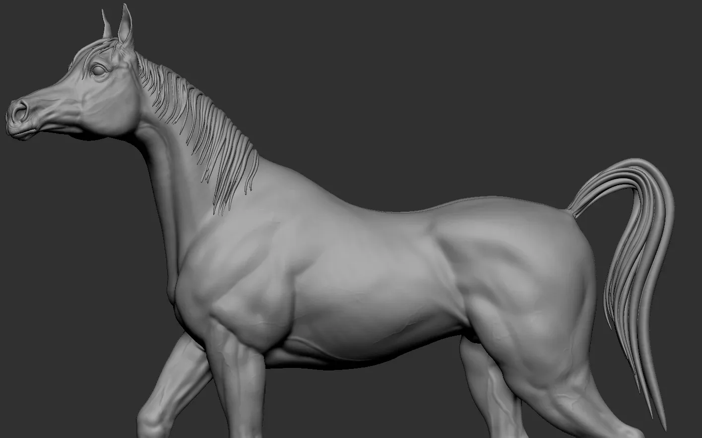 Arabian Horse