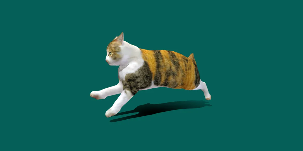 Japanese Bobtail Cat