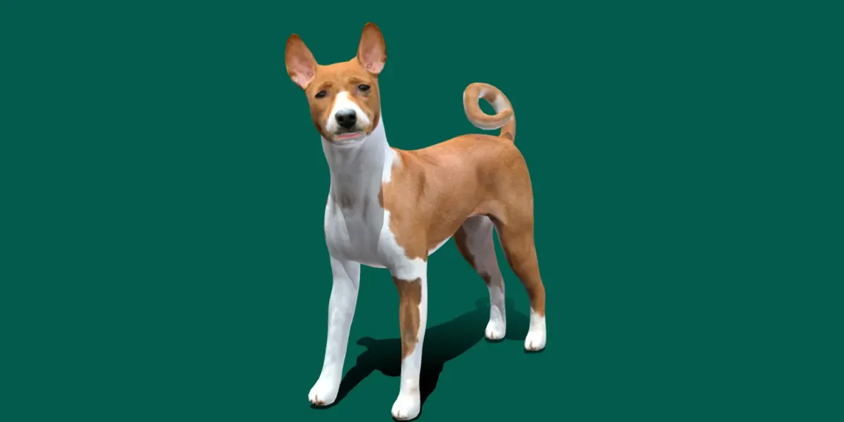 Basenji Dog Game Ready Lowpoly