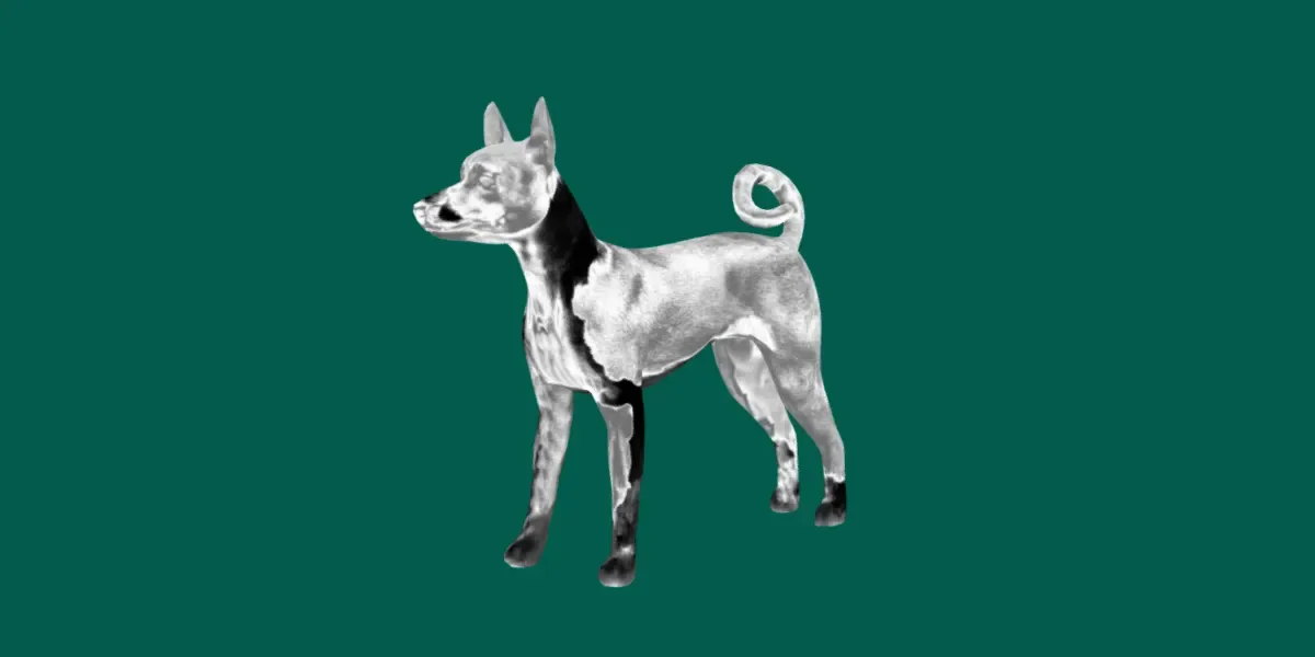 Basenji Dog Game Ready Lowpoly