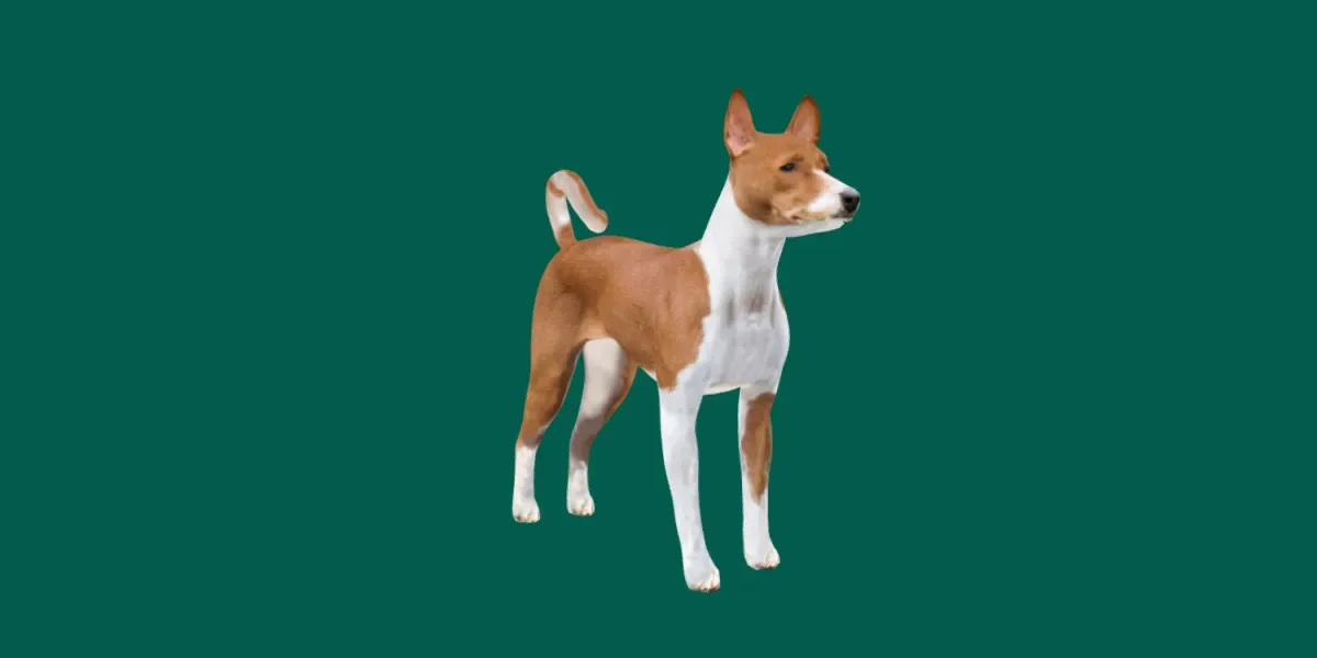 Basenji Dog Game Ready Lowpoly