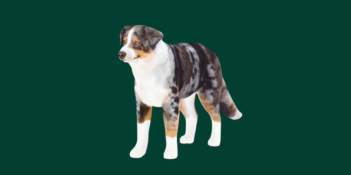 Australian Shepherd