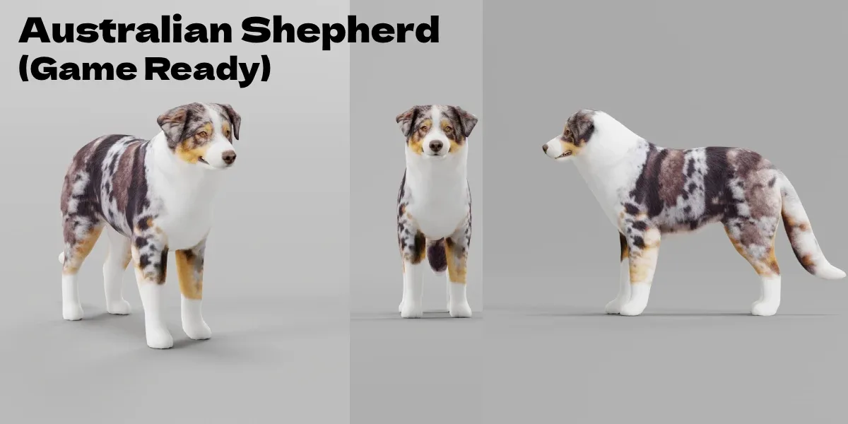 Australian Shepherd