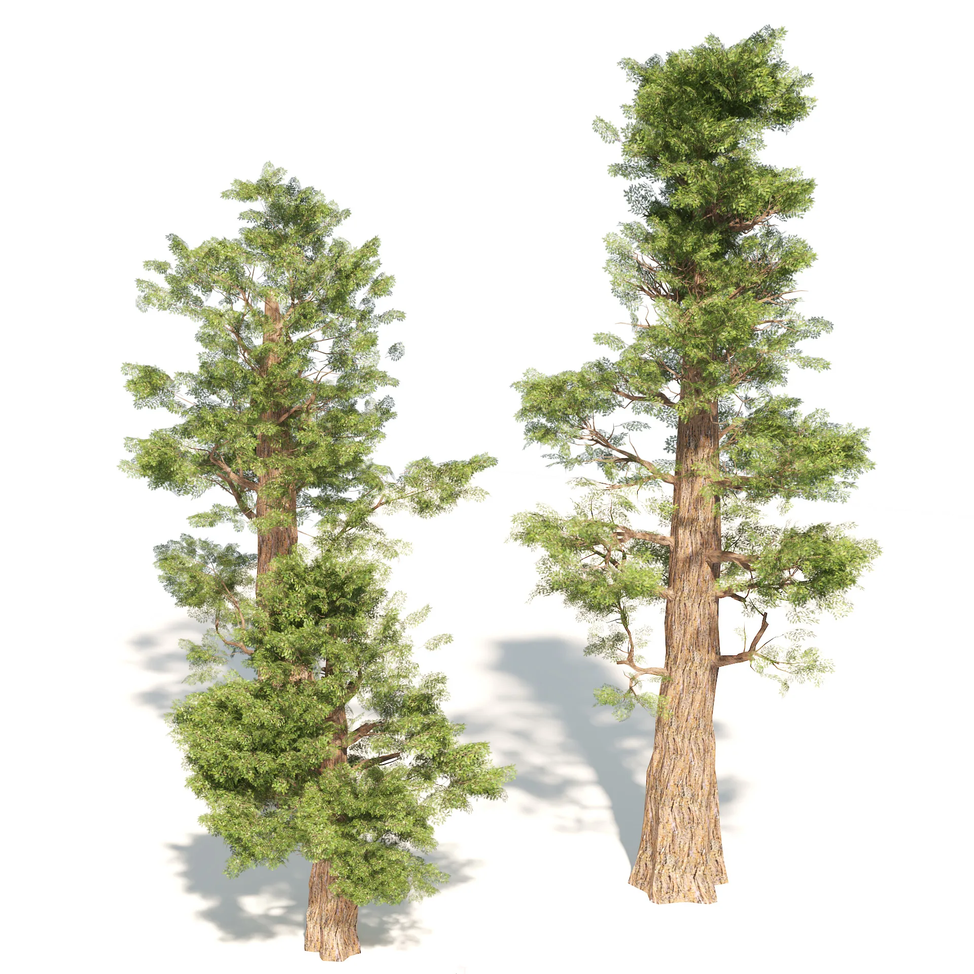 Giant sequoia Redwood trees