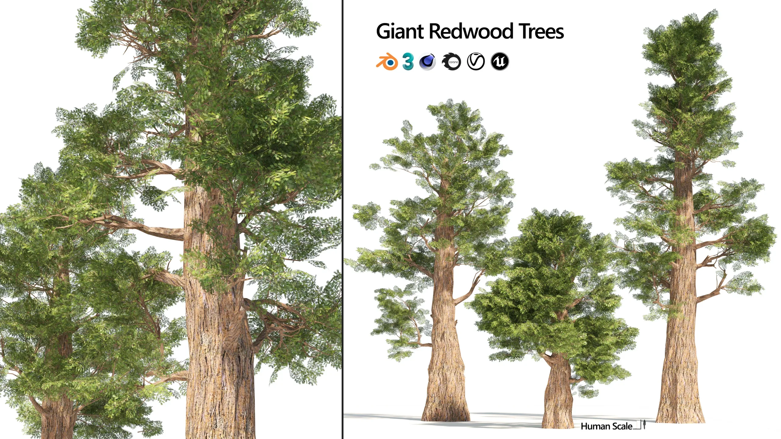 Giant sequoia Redwood trees