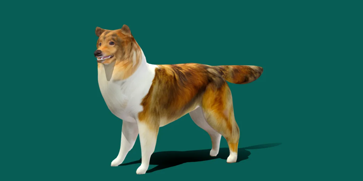 Rough Collie Dog