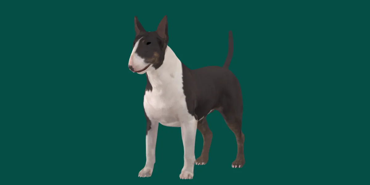 Bull Terrier Dog