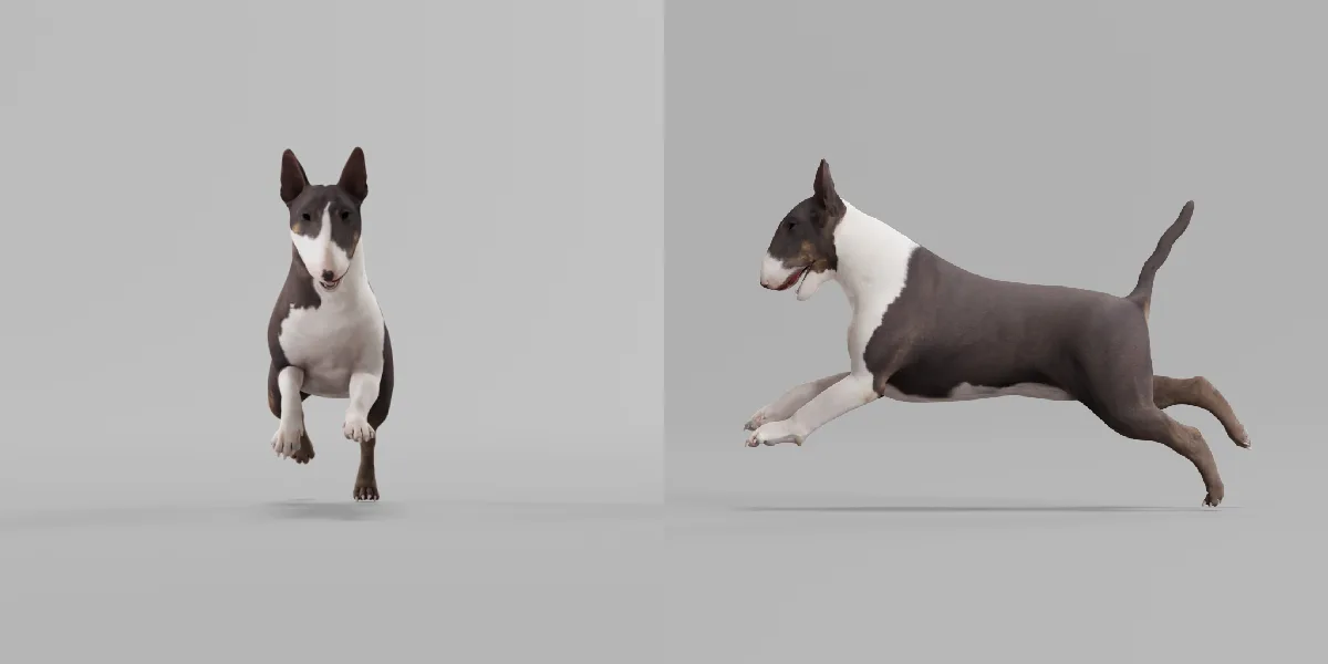 Bull Terrier Dog