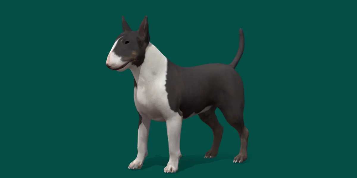 Bull Terrier Dog