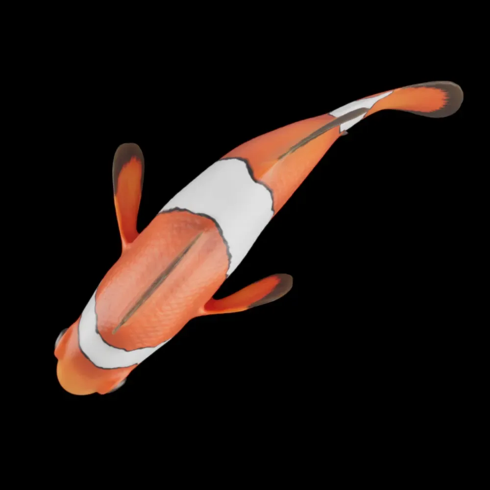 Cute Realistic Animation-Ready Clownfish