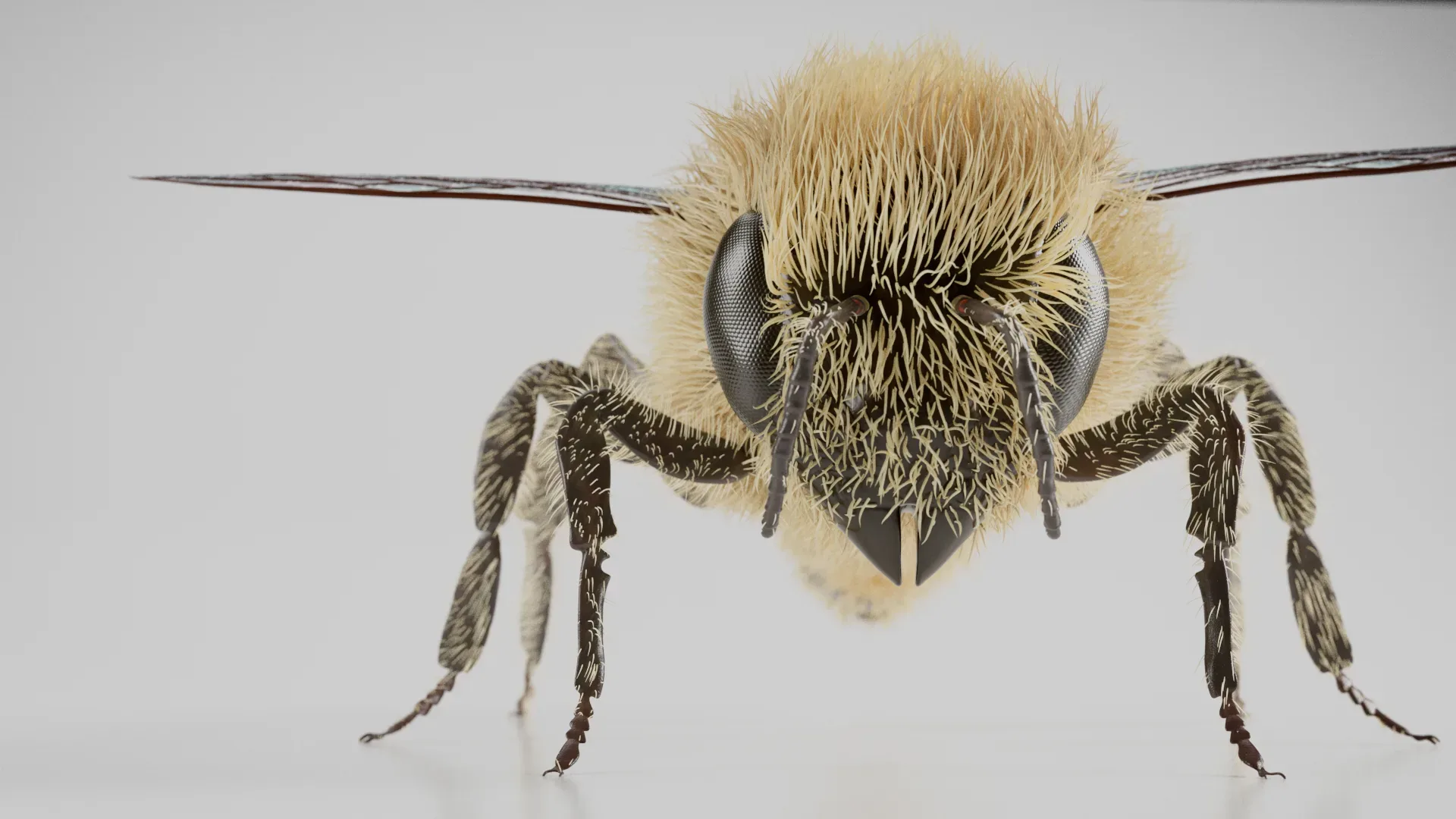 Realistic Honey Bee