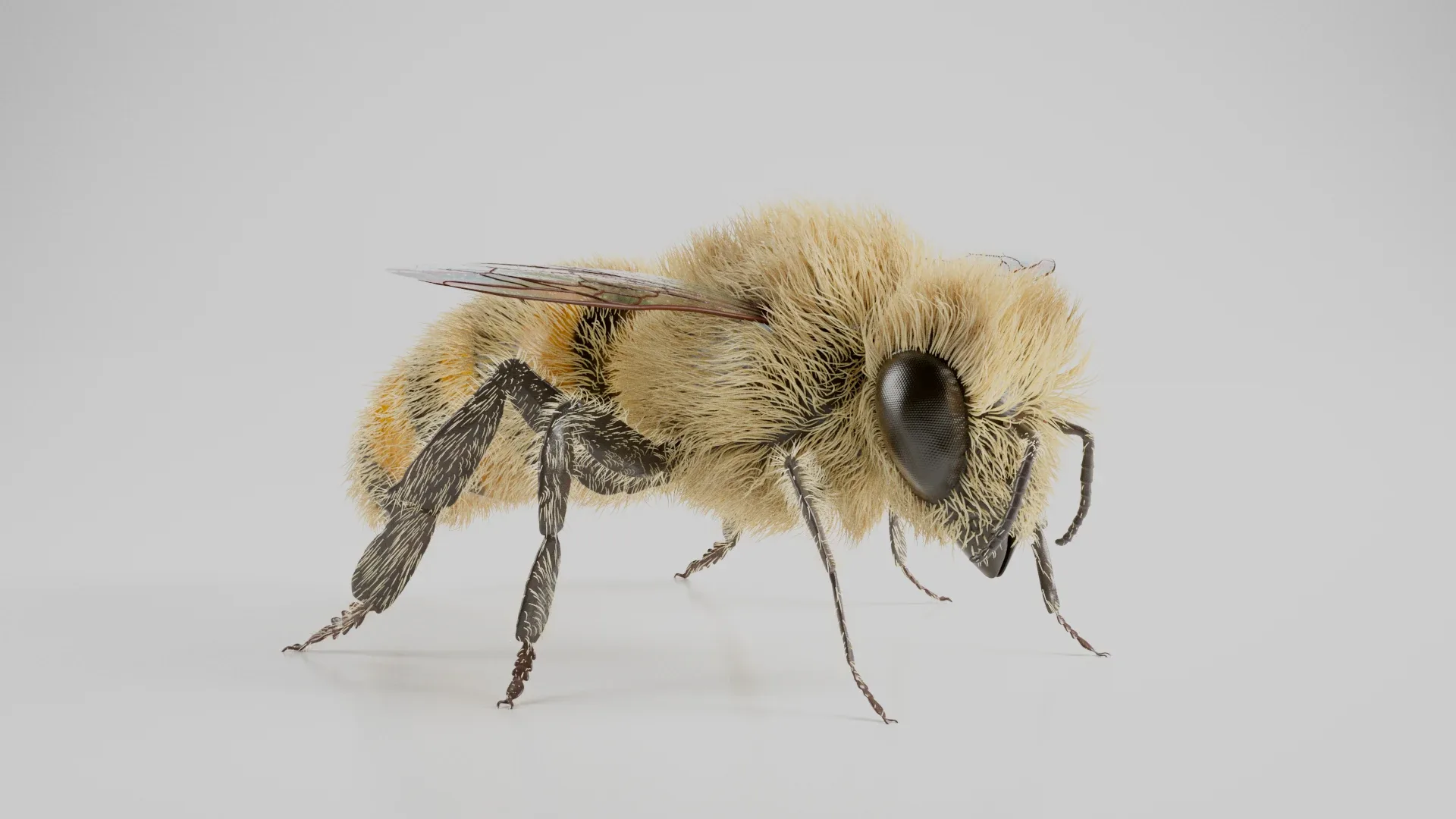 Realistic Honey Bee