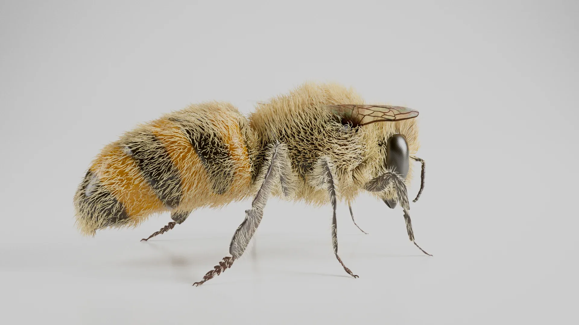 Realistic Honey Bee