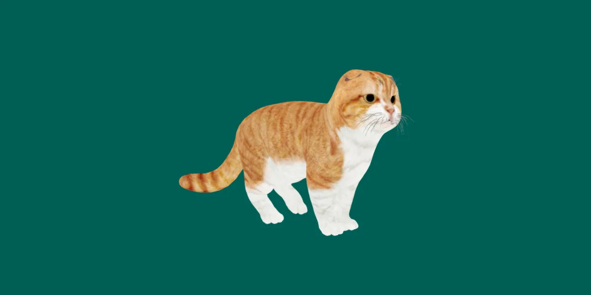 Orange Scottish Fold Cat