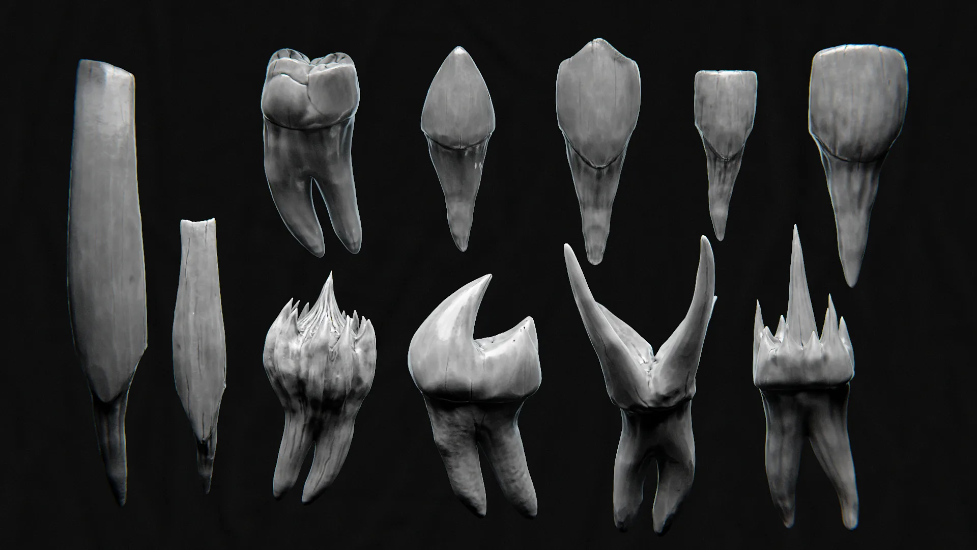 44 TEETH - High Detailed Teeth For Creatures - IMM Zbursh, Blender