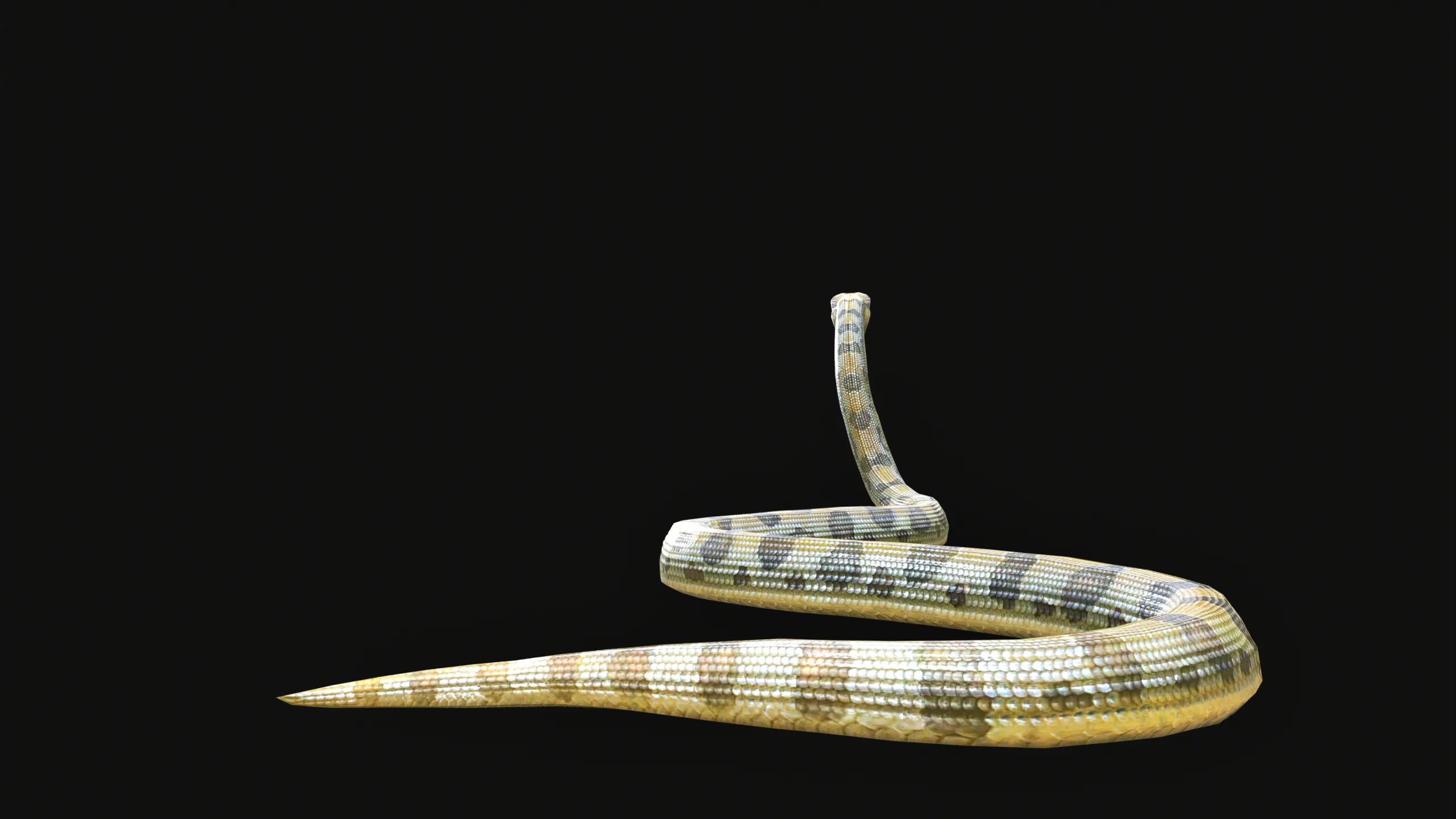 Low Poly Anaconda 3D Animal - Ready for Games (19 Animations)