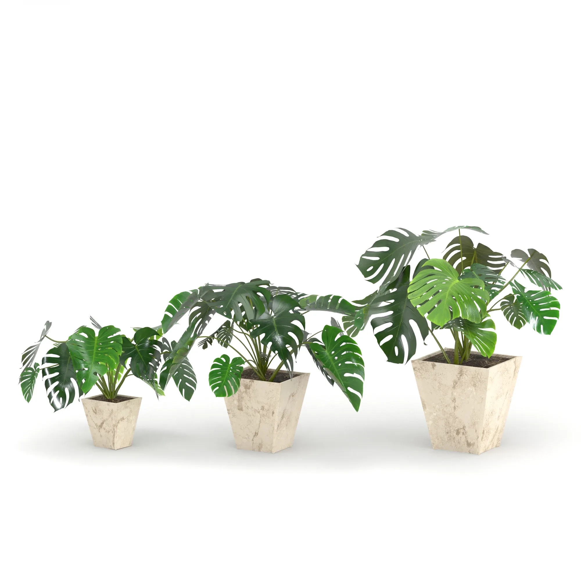 Monstera deliciosa or the Swiss cheese plant or split-leaf philodendron (Three 3d models are in the scene)