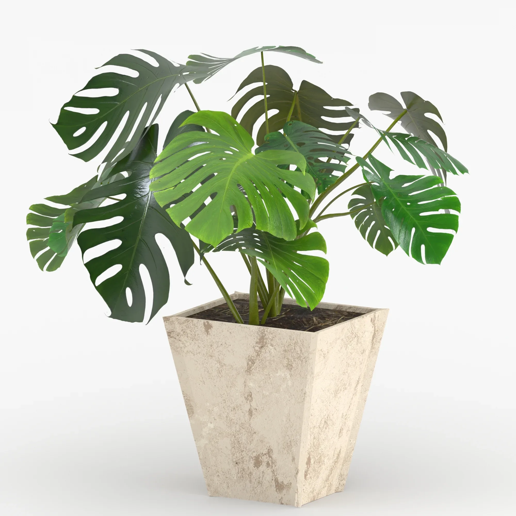 Monstera deliciosa or the Swiss cheese plant or split-leaf philodendron (Three 3d models are in the scene)