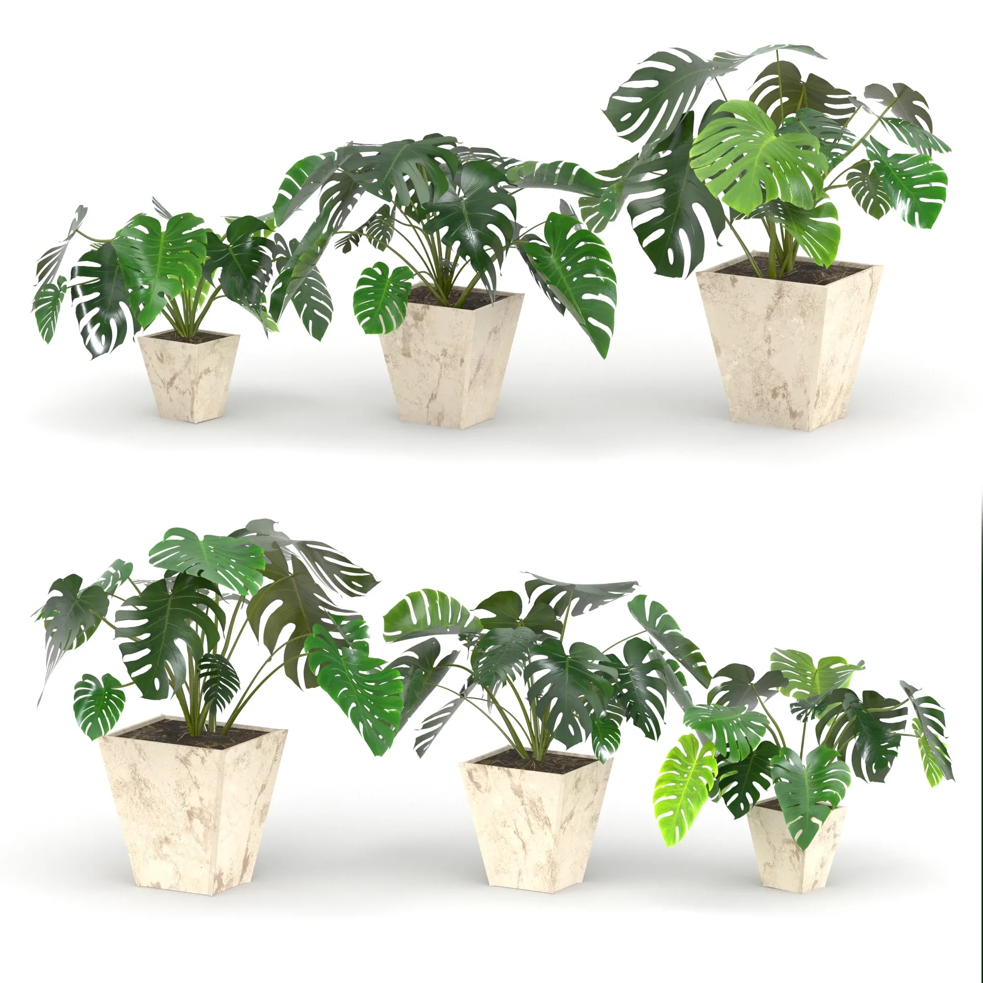 Monstera deliciosa or the Swiss cheese plant or split-leaf philodendron (Three 3d models are in the scene)