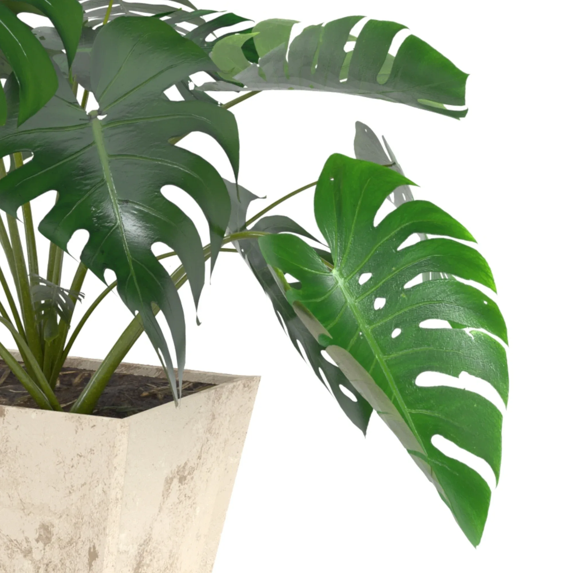 Monstera deliciosa or the Swiss cheese plant or split-leaf philodendron (Three 3d models are in the scene)