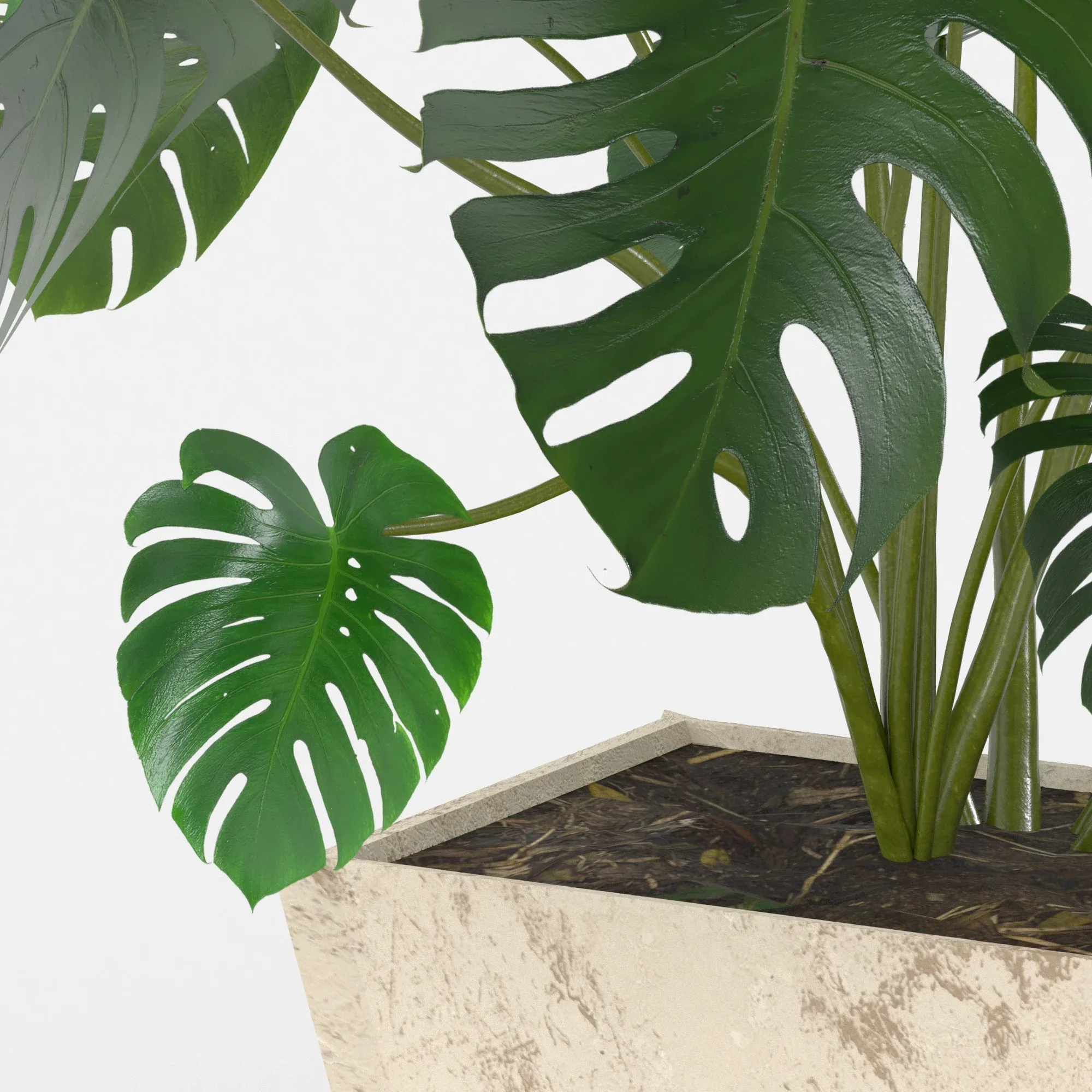 Monstera deliciosa or the Swiss cheese plant or split-leaf philodendron (Three 3d models are in the scene)