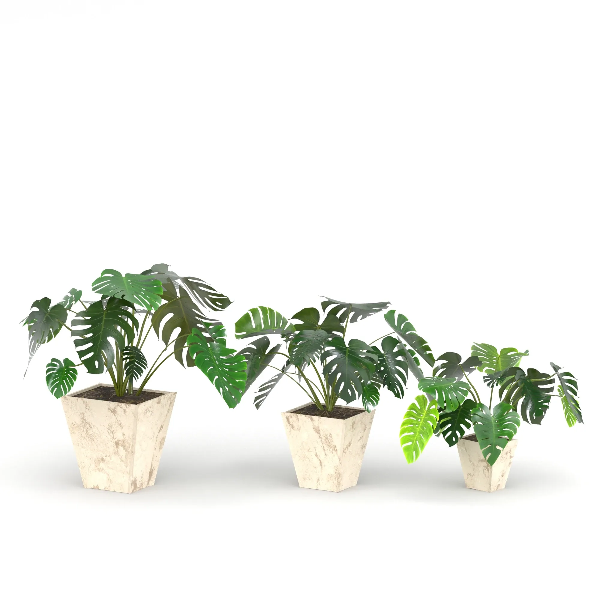 Monstera deliciosa or the Swiss cheese plant or split-leaf philodendron (Three 3d models are in the scene)